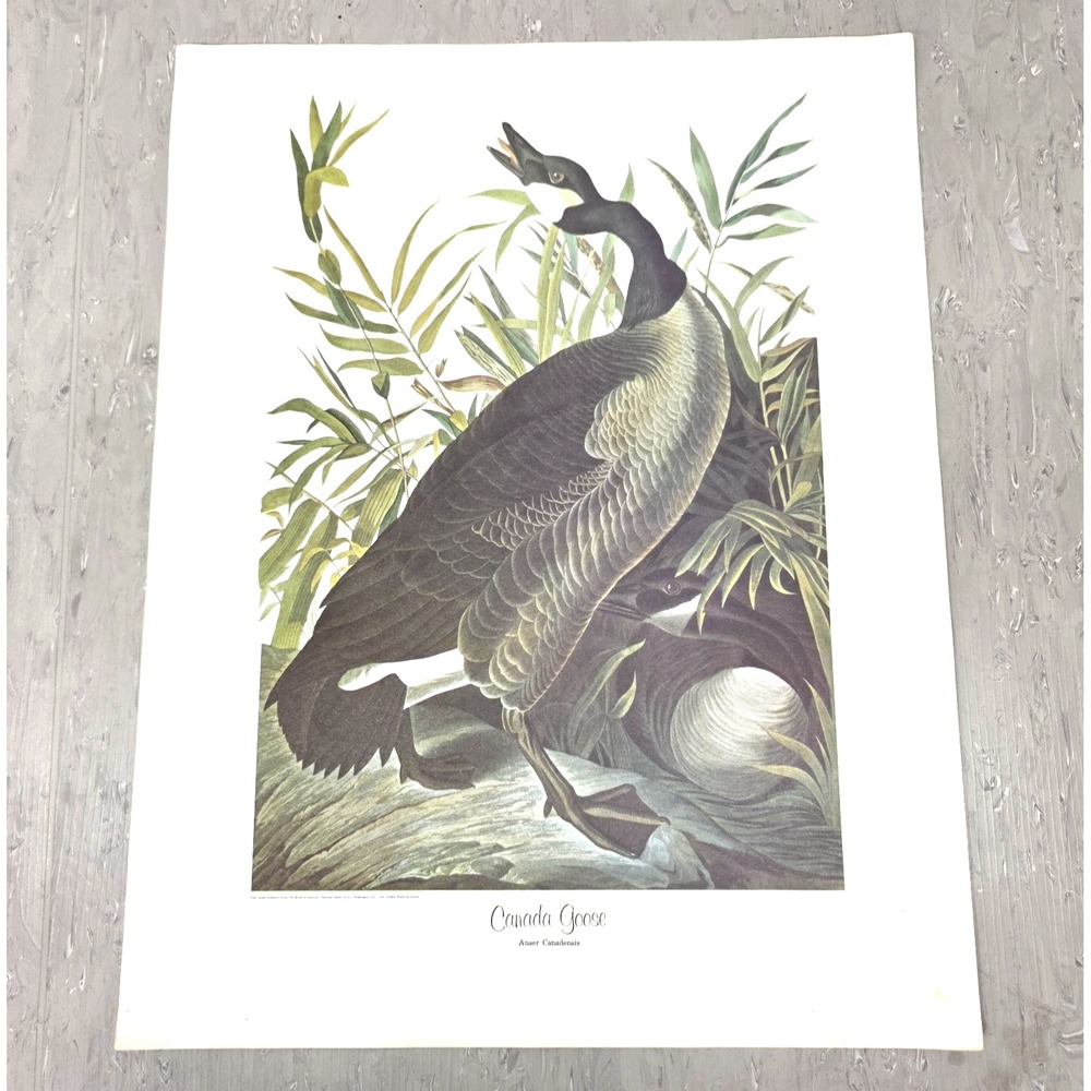 John James Audubon Canada Goose Print Birds of America Vintage Wall Art 14x18